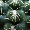 Gymnocalycium _calochlorum 'proliferum' P109 _05